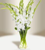 Gladiolas - Delivery of flowers in Prague